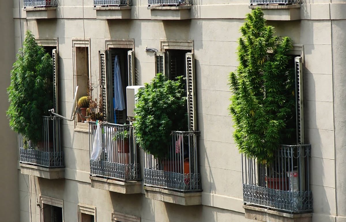 Apartment balconies with tall green plants in full daylight