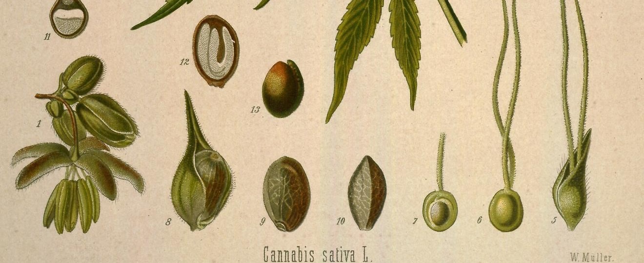 Hemp seeds and seed cross-sections drawn in Köhler's Medizinal-Pflanzen, 1887