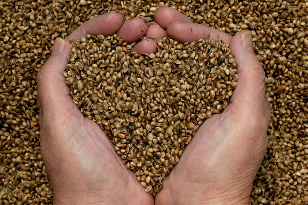 Two hands cupping hemp seeds in the shape of a heart