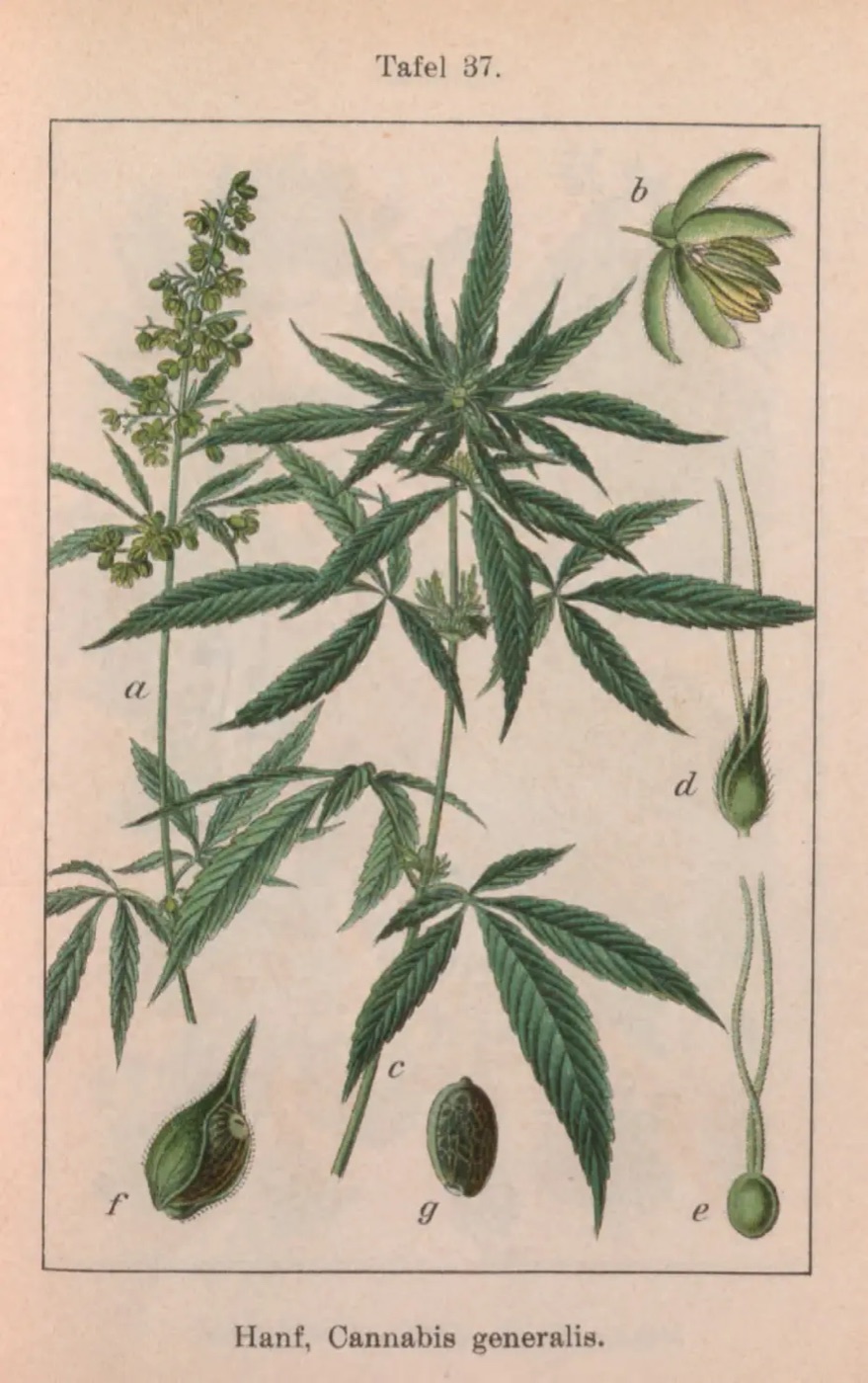 Hand-coloured botanical plate of a hemp plant with its seeds, from Sturm's Flora von Deutschland, 1796